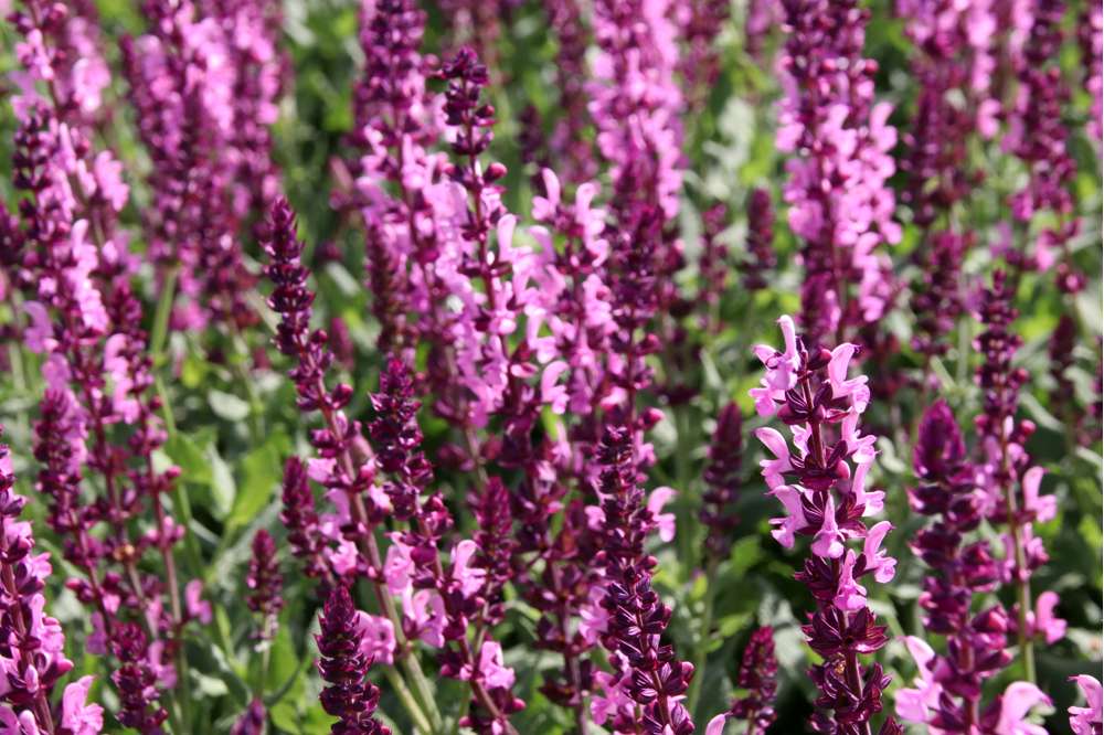 Stäppsalvia 'Sensation Rose'